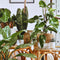 Zimmerpflanzen – tropisches Flair für dein Zuhause & Terrarium - AquaLifeScape