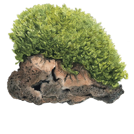 Monosolenium tenerum - Zartes Lebermoos | In-Vitro