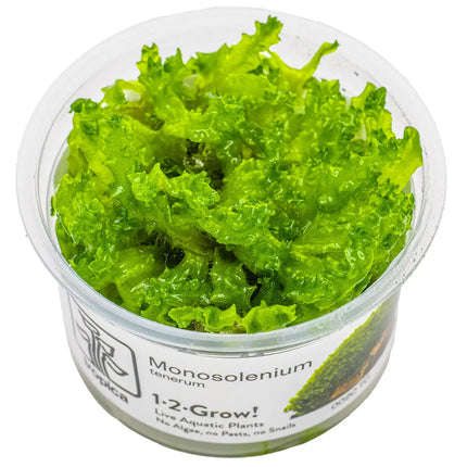 Monosolenium tenerum - Zartes Lebermoos | In-Vitro