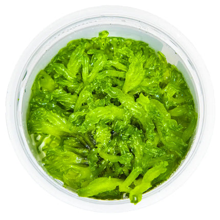 Monosolenium tenerum - Zartes Lebermoos | In-Vitro