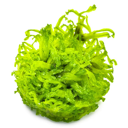 Monosolenium tenerum - Zartes Lebermoos | In-Vitro
