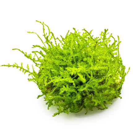 Vesicularia dubyana 'Christmas' - Christmas Moos | In-Vitro