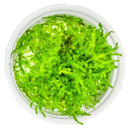 Vesicularia dubyana 'Christmas' - Christmas Moos | In-Vitro