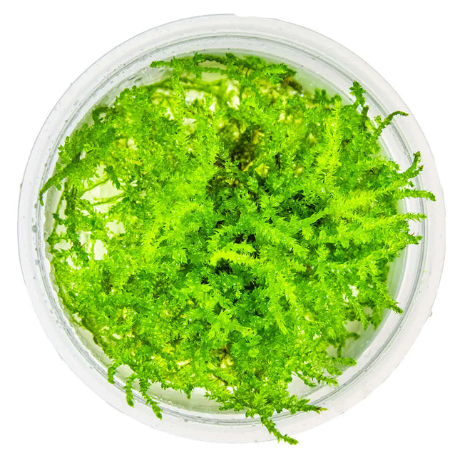 Vesicularia dubyana 'Christmas' - Christmas Moos | In-Vitro