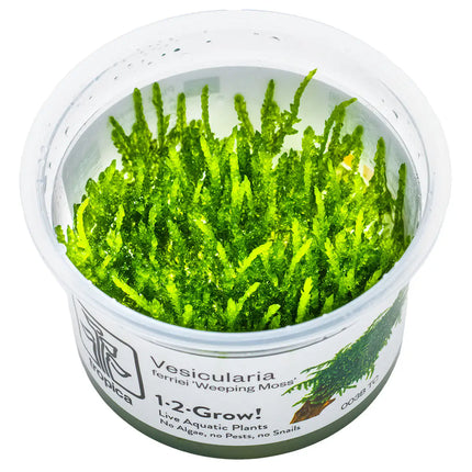Vesicularia ferriei 'Weeping' - Weeping Moos | In-Vitro