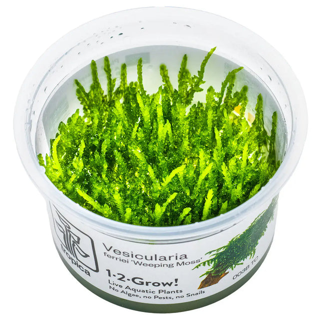 Vesicularia ferriei 'Weeping' - Weeping Moos | In-Vitro