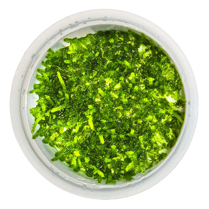 Vesicularia ferriei 'Weeping' - Weeping Moos | In-Vitro
