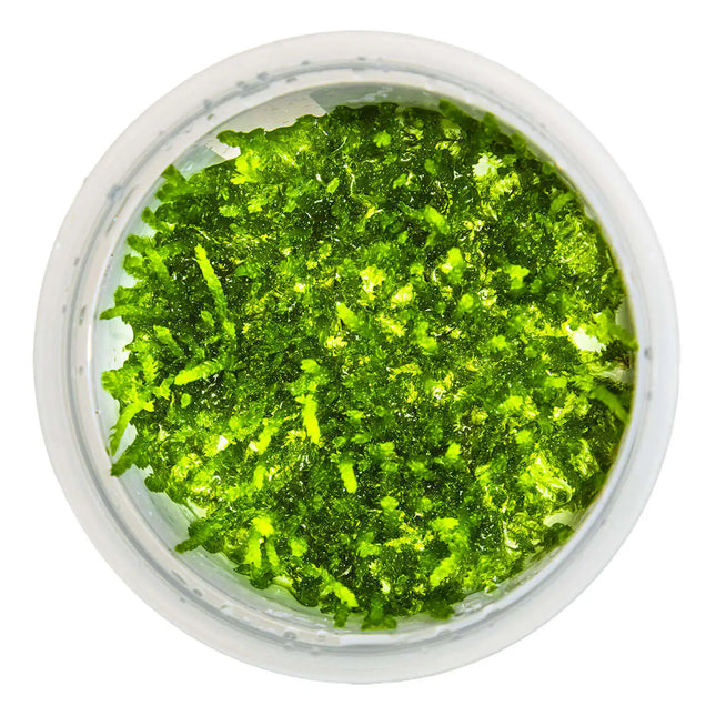 Vesicularia ferriei 'Weeping' - Weeping Moos | In-Vitro