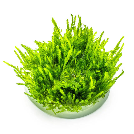 Vesicularia ferriei 'Weeping' - Weeping Moos | In-Vitro