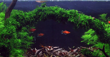 Vesicularia ferriei 'Weeping' - Weeping Moos | In-Vitro
