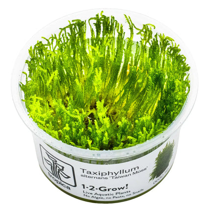 Taxiphyllum 'Taiwan Moss' - Taiwanmoos | In-Vitro