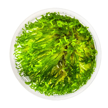 Taxiphyllum 'Taiwan Moss' - Taiwanmoos | In-Vitro