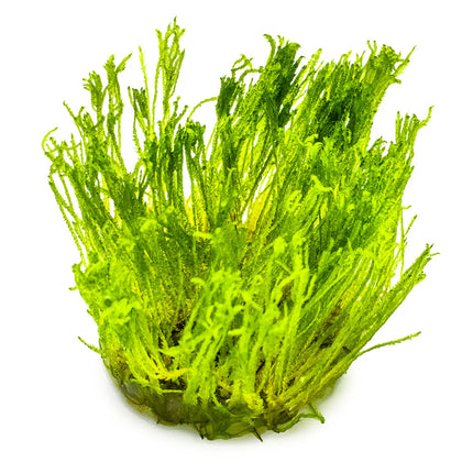Taxiphyllum 'Taiwan Moss' - Taiwanmoos | In-Vitro
