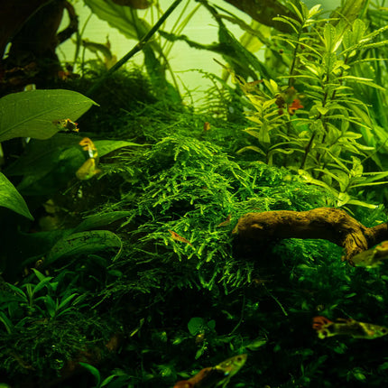 Taxiphyllum 'Taiwan Moss' - Taiwanmoos | In-Vitro
