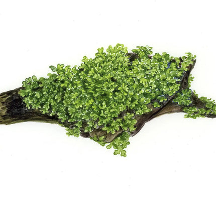 Riccardia chamedryfolia | In-Vitro