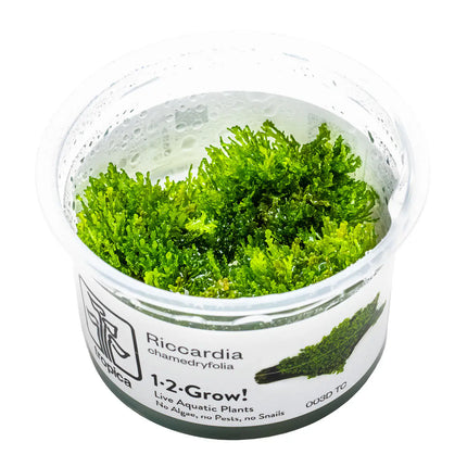 Riccardia chamedryfolia | In-Vitro