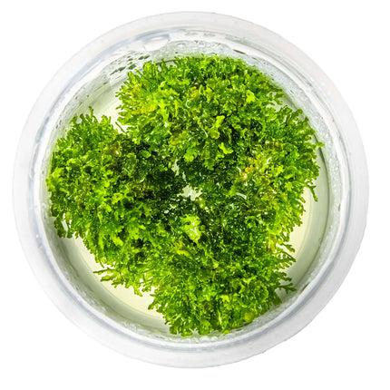 Riccardia chamedryfolia | In-Vitro