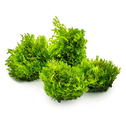 Riccardia chamedryfolia | In-Vitro