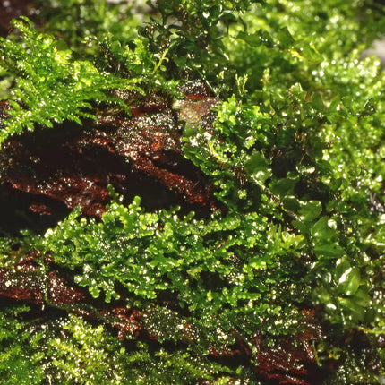Riccardia chamedryfolia | In-Vitro
