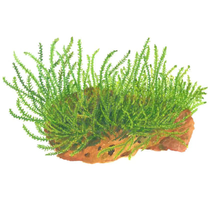 Leptodictyum riparium | In-Vitro