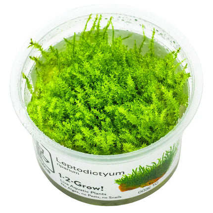 Leptodictyum riparium | In-Vitro