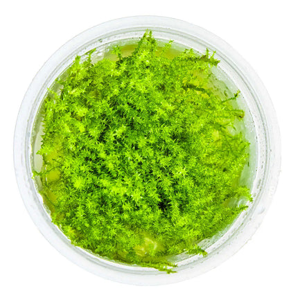 Leptodictyum riparium | In-Vitro