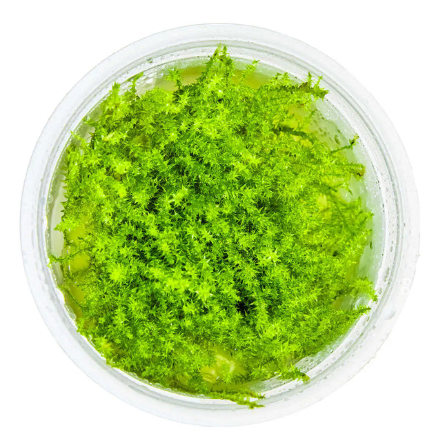 Leptodictyum riparium | In-Vitro