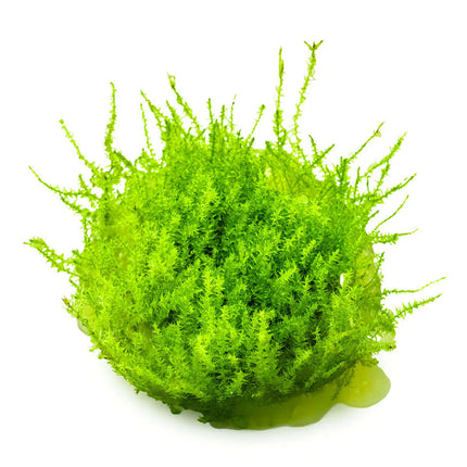 Leptodictyum riparium | In-Vitro