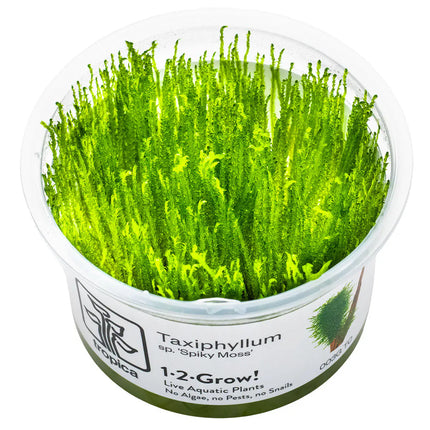 Taxiphyllum 'Spiky' - Spiky Moos | In-Vitro