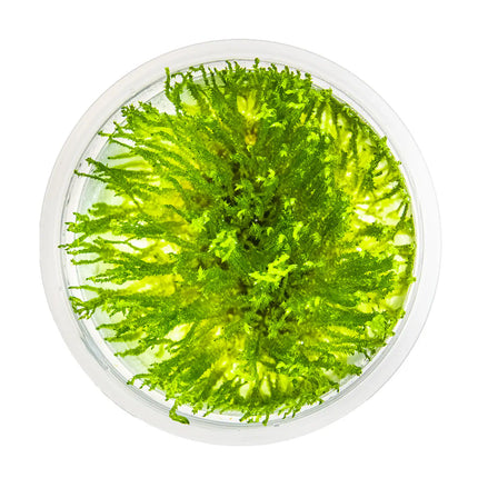 Taxiphyllum 'Spiky' - Spiky Moos | In-Vitro