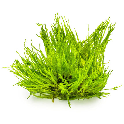 Taxiphyllum 'Spiky' - Spiky Moos | In-Vitro