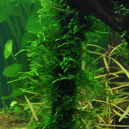 Taxiphyllum 'Spiky' - Spiky Moos | In-Vitro