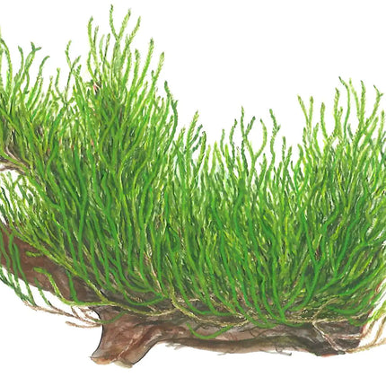 Taxiphyllum 'Flame' - Flammenmoos | In-Vitro