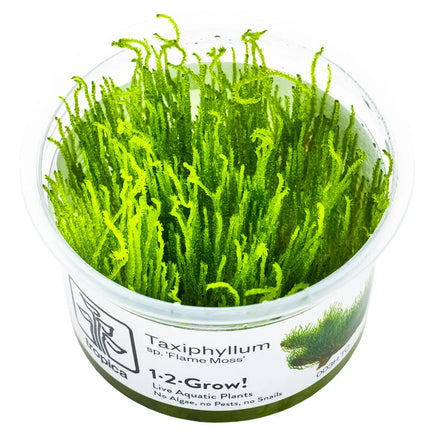 Taxiphyllum 'Flame' - Flammenmoos | In-Vitro
