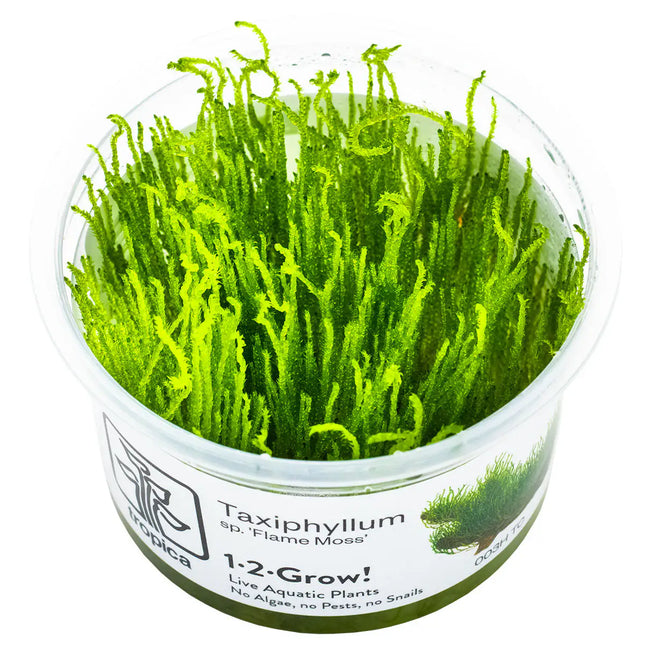 Taxiphyllum 'Flame' - Flammenmoos | In-Vitro