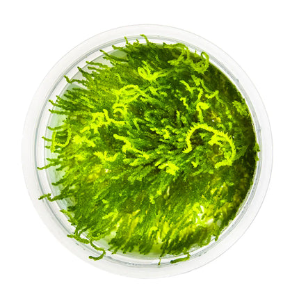 Taxiphyllum 'Flame' - Flammenmoos | In-Vitro