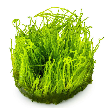 Taxiphyllum 'Flame' - Flammenmoos | In-Vitro