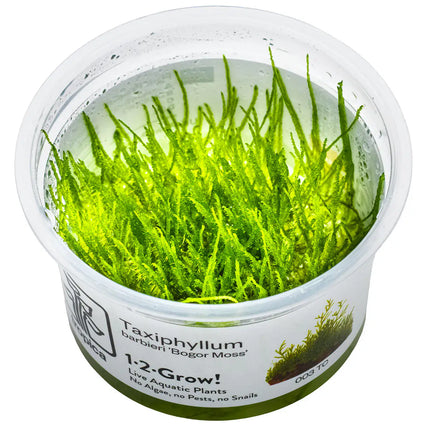 Taxiphyllum barbieri - Javamoos | In-Vitro