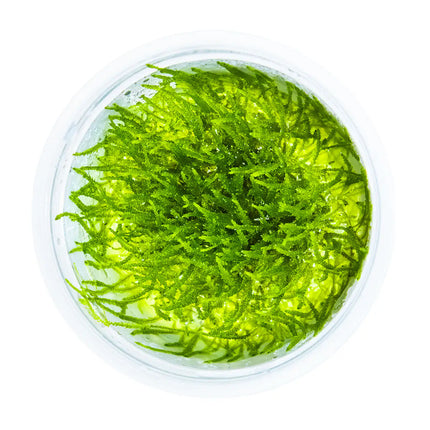 Taxiphyllum barbieri - Javamoos | In-Vitro