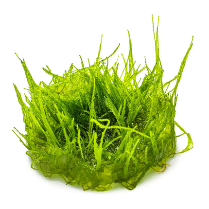 Taxiphyllum barbieri - Javamoos | In-Vitro
