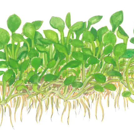 Marsilea minuta | In-Vitro