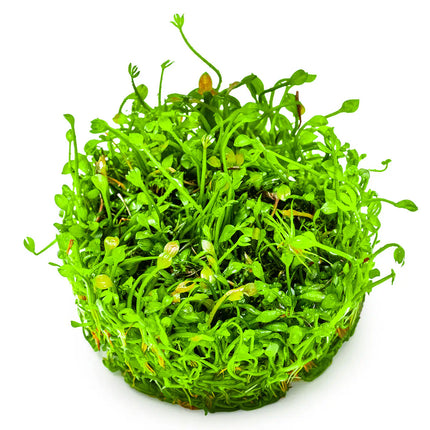 Marsilea hirsuta - Australischer Kleefarn | In-Vitro