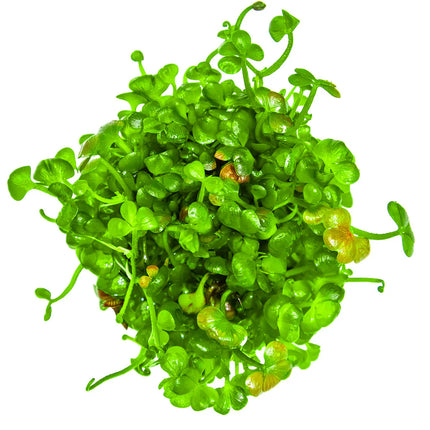 Marsilea hirsuta - Australischer Kleefarn | In-Vitro