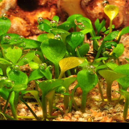 Marsilea hirsuta - Australischer Kleefarn | In-Vitro