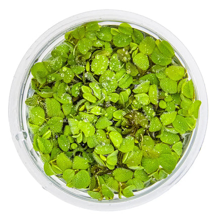 Salvinia minima - Kleinohriger Schwimmfarn | In-Vitro