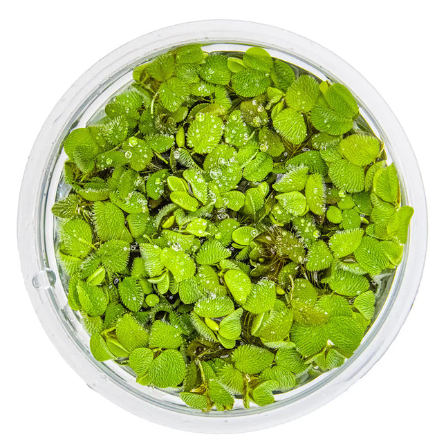 Salvinia minima - Kleinohriger Schwimmfarn | In-Vitro