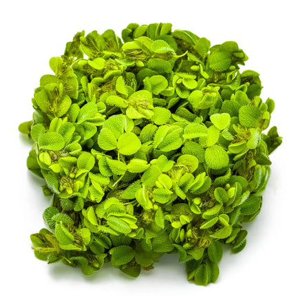 Salvinia minima - Kleinohriger Schwimmfarn | In-Vitro