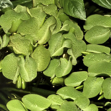 Salvinia minima - Kleinohriger Schwimmfarn | In-Vitro