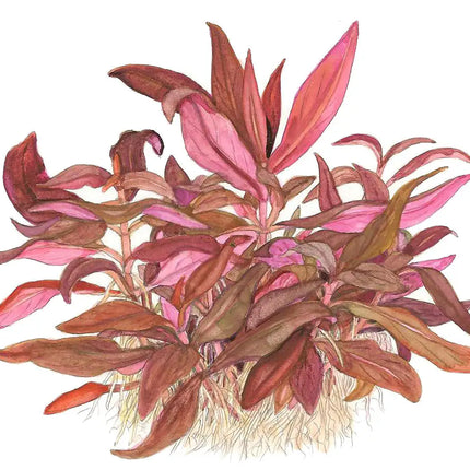 Alternanthera reineckii 'Mini' - Mini Papageienblatt | In-Vitro