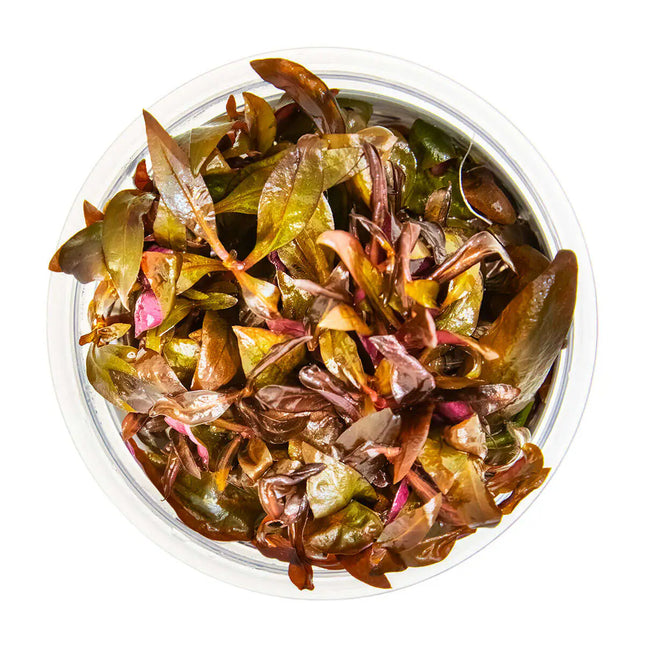 Alternanthera reineckii 'Mini' - Mini Papageienblatt | In-Vitro